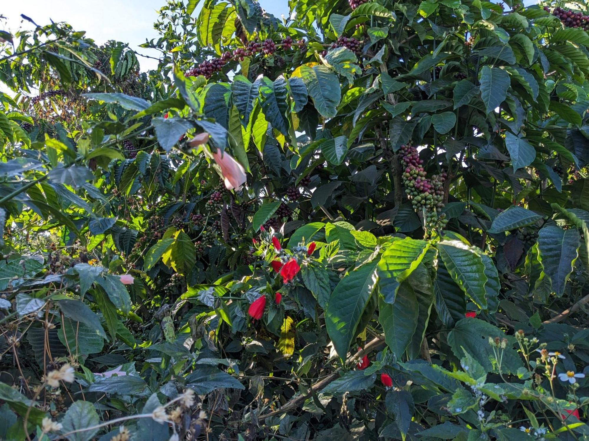 Ivy Coffee Farm - Garden House Apartamento Duc Trong Exterior foto