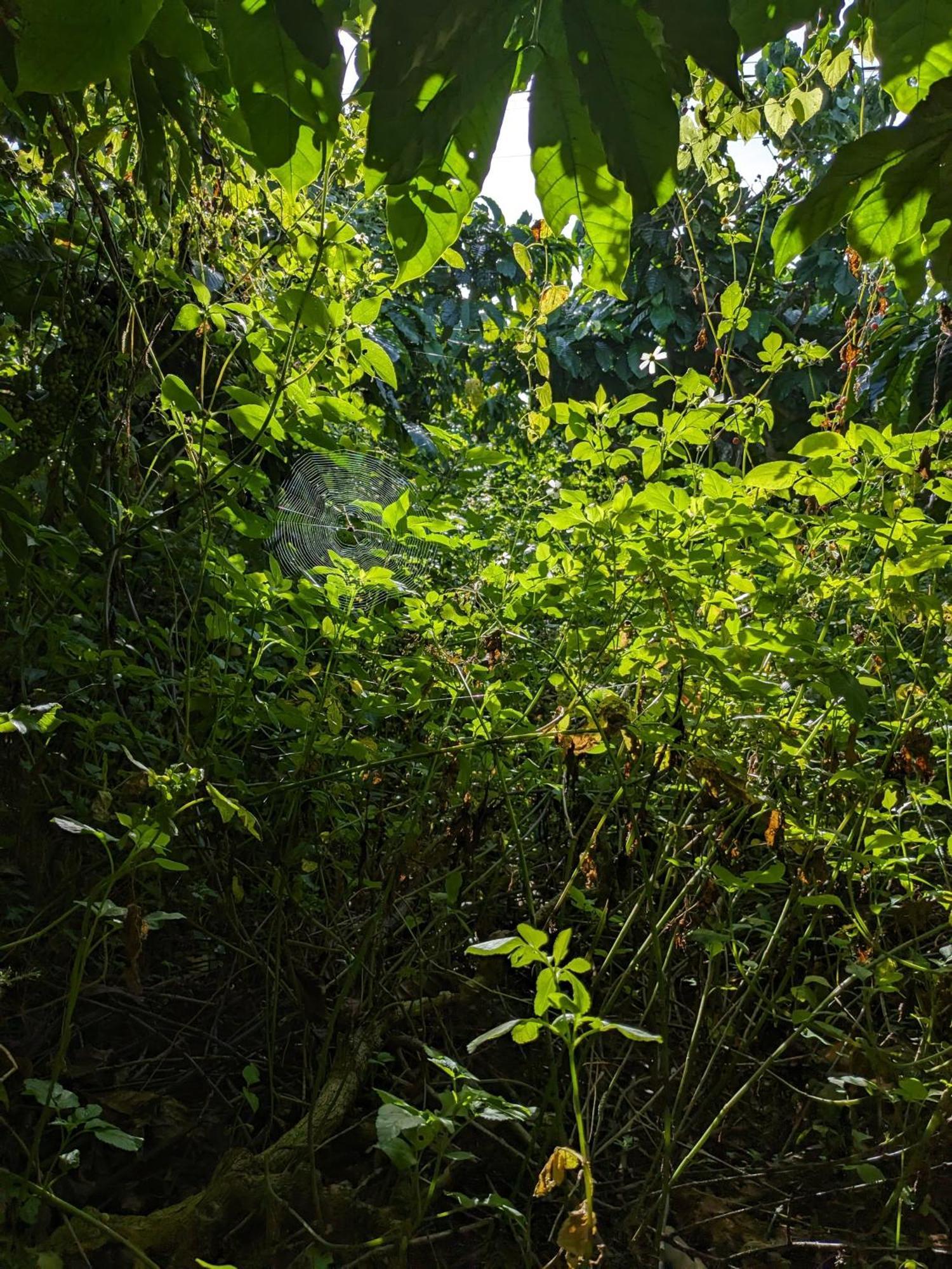 Ivy Coffee Farm - Garden House Apartamento Duc Trong Exterior foto
