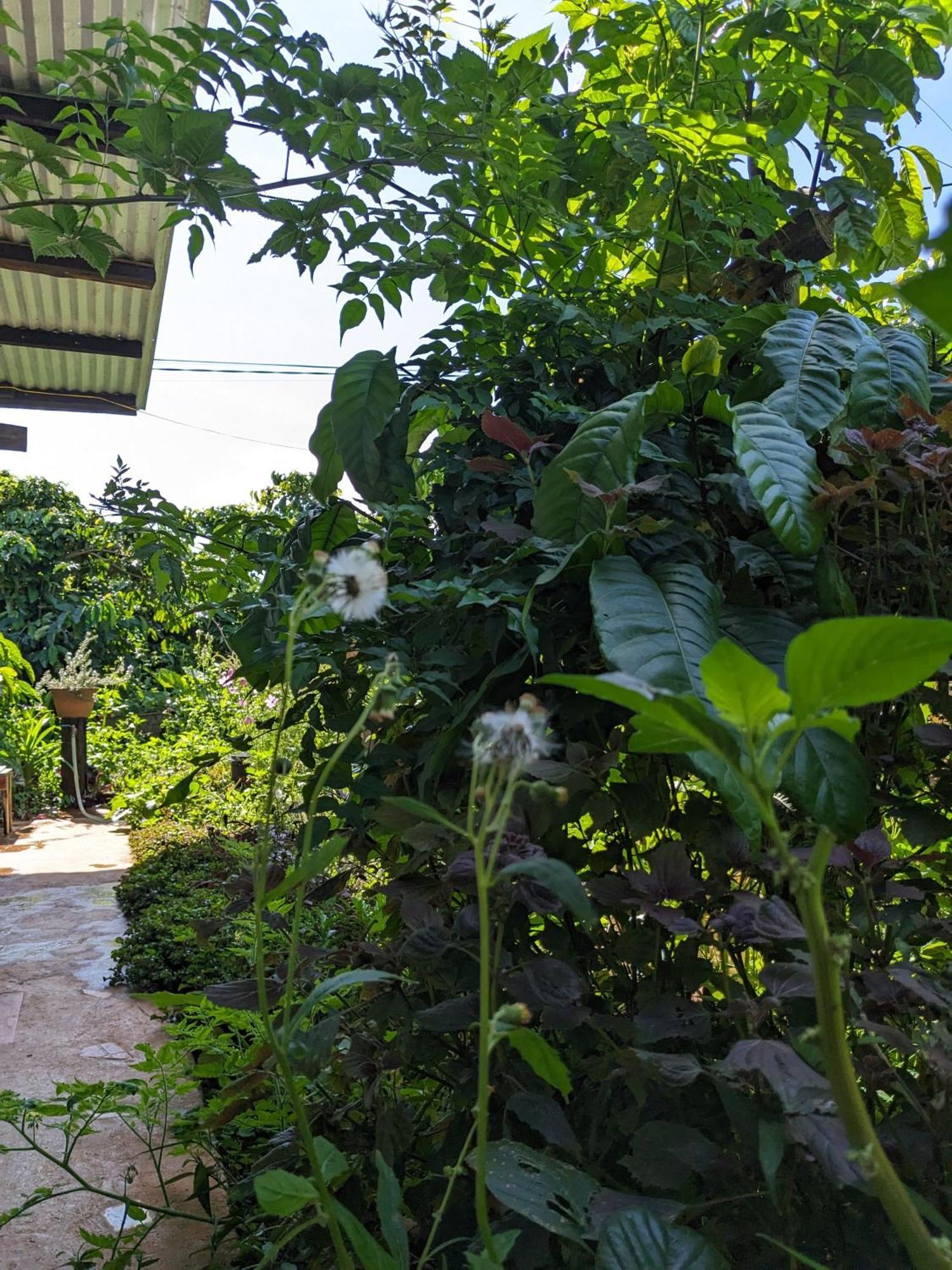 Ivy Coffee Farm - Garden House Apartamento Duc Trong Exterior foto