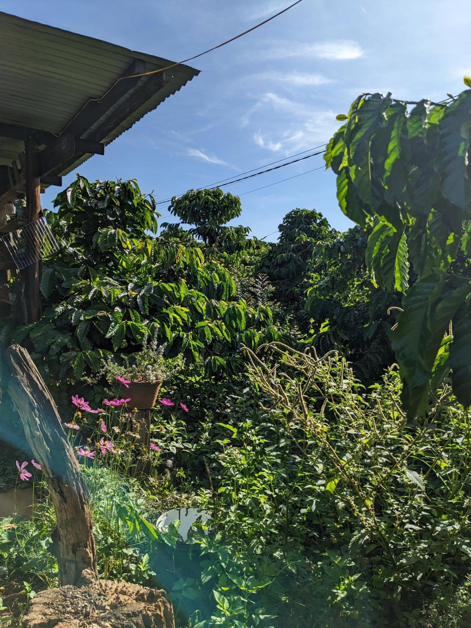 Ivy Coffee Farm - Garden House Apartamento Duc Trong Exterior foto