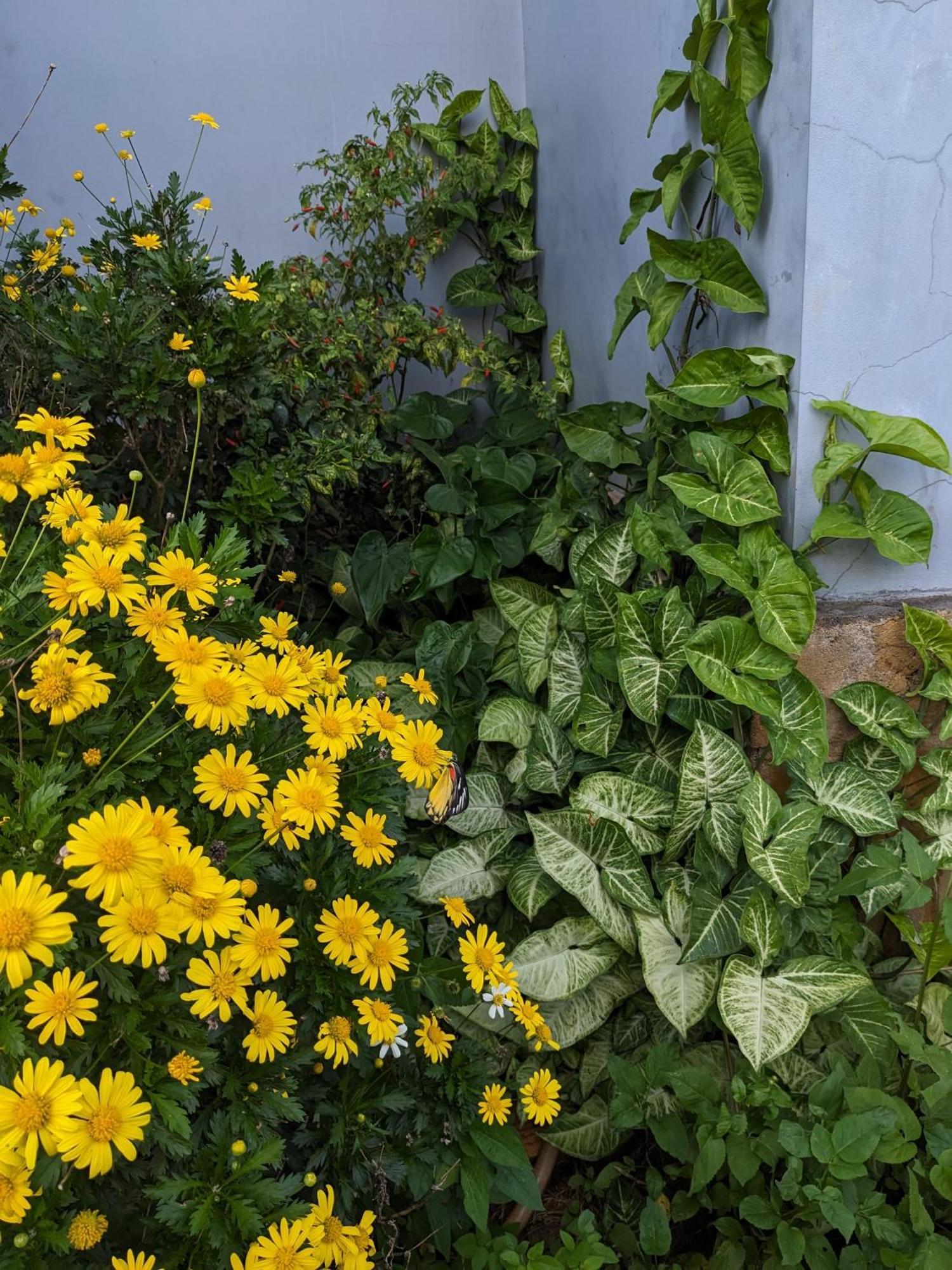 Ivy Coffee Farm - Garden House Apartamento Duc Trong Exterior foto